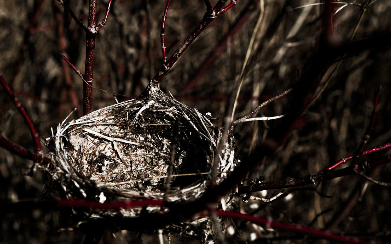 Empty Nest-Syndrom - Ein leeres Vogelnest als Beispielfoto